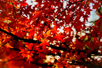 Nov 30 2023 beautiful trees in Ueno koen Park, Tokyo