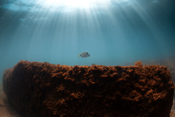 samla salpa fish algae rock swimming mediterranean sea seascape portrait