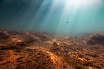 underwater ecosystem nature fish uw mediterranean sea bottom beautiful - obrazy, fototapety, plakaty