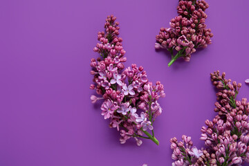 Blooming lilac flowers on purple background