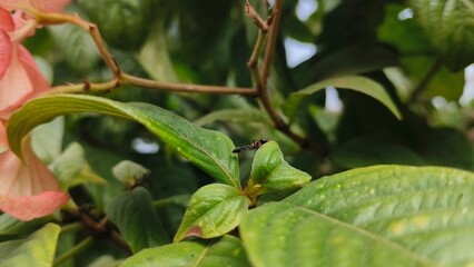 The image is a close-up of a green plant, with focus on the leaves and branches.