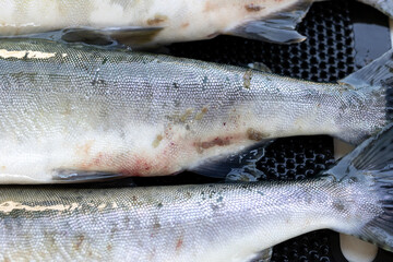 sea lice all over pink salmon 