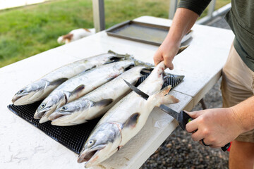 fresh pink salmon 