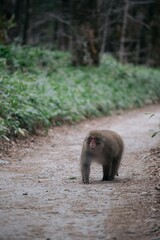 Earth's wonders: Alone in the rainforest, a cute black monkey. Funny expression, fuzzy tail, symbolizing freedom and the delicate balance of nature.