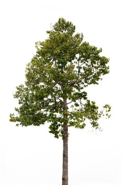 Dipterocarpus alatus tree isolated on white background.Biodiesel