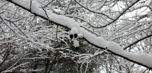 함박눈이 내리는 겨울, 흰눈과 검은 열매와 나뭇가지 - Snow, nature, and winter scenery