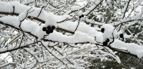 함박눈이 내리는 겨울, 흰눈과 검은 열매와 나뭇가지 - Snow, nature, and winter scenery