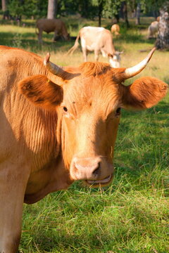 portrait of a brown cow grazing in a meadow on a summer sunny day