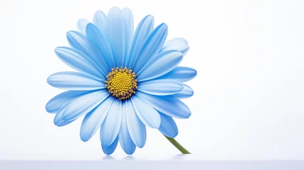 Foto op Canvas photograph blue daisy flower on white background © Surasri