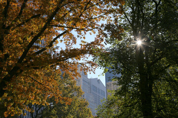 Sunshine Through Trees in Central Park