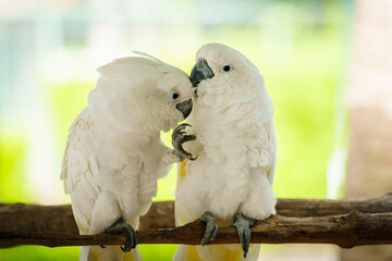 pair of Tanimbar Corella (Cacatua goffiniana) also known as the Goffin's cockatoo kissing © geargodz