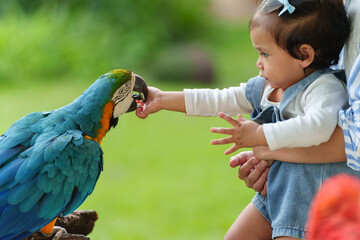 toddler feeding blue-and-yellow macaw (Ara ararauna) bird on hand - Powered by Adobe