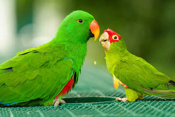 green macaw (Ara ambiguus) and eclectus parrot