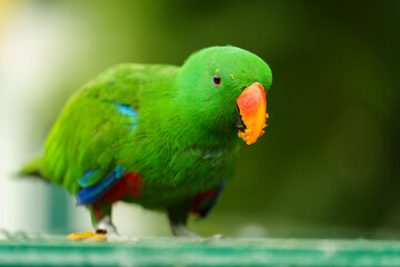 green eclectus parrot eating food