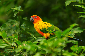 sun conure parrot bird (Aratinga solstitialis) on wood tree branch