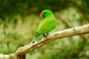 green eclectus parrot on wood tree brach