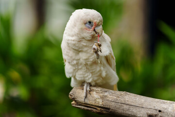 Tanimbar Corella (Cacatua goffiniana) also known as the Goffin's cockatoo on wood tree branch