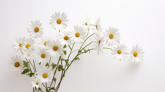 white daisy flower on white background