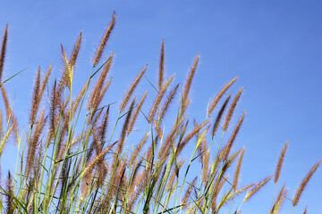 Grass flowers with blue sky