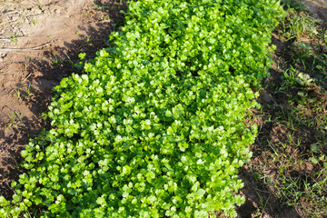 Fototapeta na wymiar Green leaves of coriander plant in vegetables garden