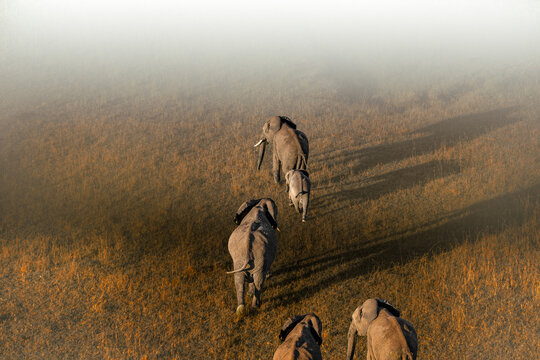 elephants from above in Africa. 