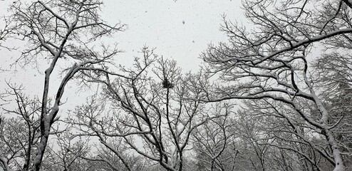 하얀 눈이 내리는 산의 나무와 자연, 겨울 풍경 (봉화산 겨울 풍경) - Snow, winter tree, winter scenery