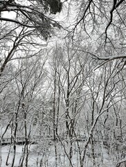 하얀 눈이 내리는 산의 나무와 자연, 겨울 풍경 (봉화산 겨울 풍경) - Snow, winter tree, winter scenery