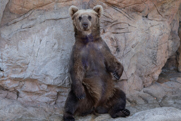 A bear in a sunny day