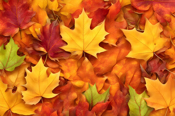 Naklejka na ściany i meble autumn leaves background, Colorful seasonal autumn background pattern