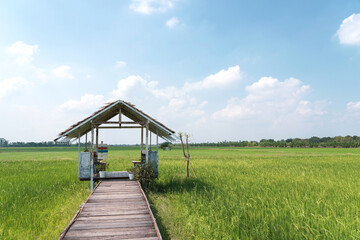 Perspective of wooden bridge to wooden hut in Rice field in lowland areas in the morning with background the sky and clouds on a bright day of countryside Thailand.