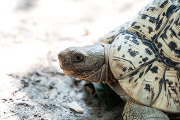 Exotic pet. Close face of Leopard Tortoise on the ground.