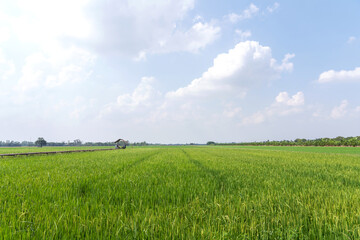 Landscape Rice field in lowland areas in the morning with background the sky and clouds on a bright day of countryside Thailand.