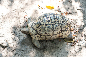 Obraz premium Exotic pet Leopard Tortoise on the ground.