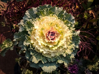 Ornamental Cabbage