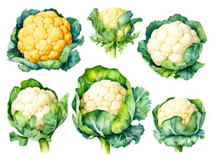 watercolor painting of egg Cauliflower