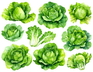 Watercolor painting of lettuce