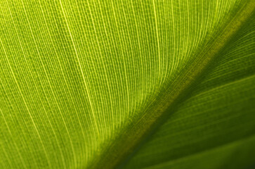 植物の葉のアップ　オーガスタ　グラフィック素材