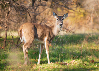 Naklejka na ściany i meble White tailed deer, female doe, standing in grassy field on a beautiful winter day in Texas