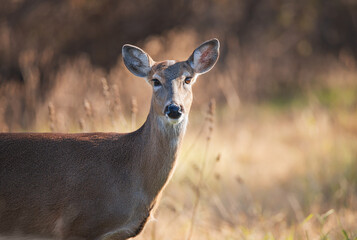 Closeup of a White tailed deer, female doe, during the rut season in Texas. Natural nature background.
