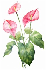 Anthurium on an isolated white background. leaf and flower, botanical watercolor illustration, floral element