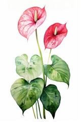 Anthurium on an isolated white background. leaf and flower, botanical watercolor illustration, floral element