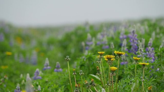 Lupine and dandelion flowers in a tranquil meadow gently swaying in the breeze in Iceland