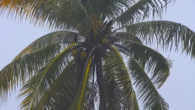 우기에 비를 맞는 코코넛이 달린 야자수 앙각 영상