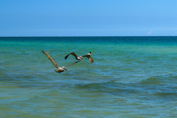 Coastal Harmony - Pelicans Soaring as Swimmers Enjoy Florida Keys' Summer