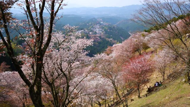 Cherry blossoms at Kamisenbon area in Mount Yoshino 
