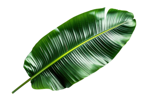 Banana palm leaf isolated on transparent background, top view