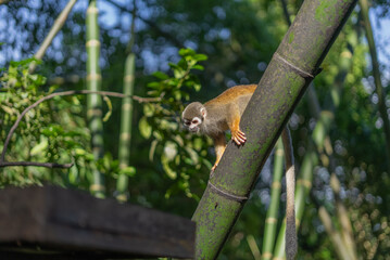 Mono comiedo en el amazonas, Ecuador rodeado de naturaleza
