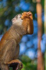 Mono inspirado comiedo en el amazonas, Ecuador rodeado de naturaleza