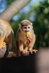 Mono comiedo en el amazonas, Ecuador rodeado de naturaleza