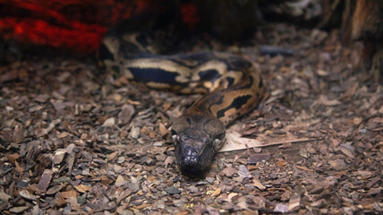 Snake in aquarium tank.